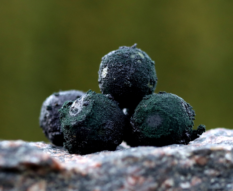 hook bait slimak 15mm